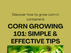 How to grow corn faster in containers