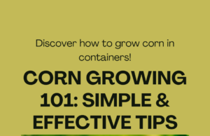 How to grow corn faster in containers