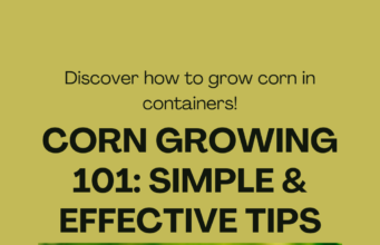 How to grow corn faster in containers