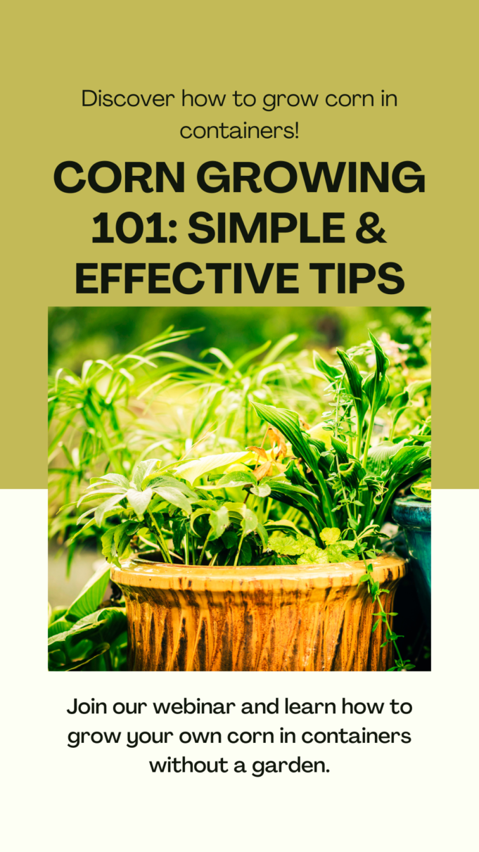 How to Grow Corn Faster in Containers How to grow corn faster in containers