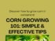 How to grow corn faster in containers