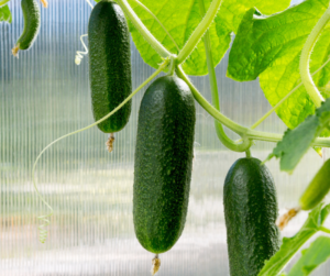 Learn How To Maximize Your Cucumber Yield with Homemade Fertilizers