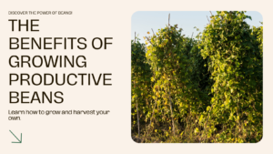 Learn The most productive bean to grow