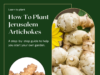 How To Plant Jerusalem Artichokes