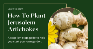 How To Plant Jerusalem Artichokes