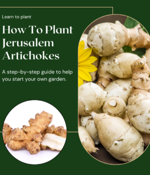 How To Plant Jerusalem Artichokes