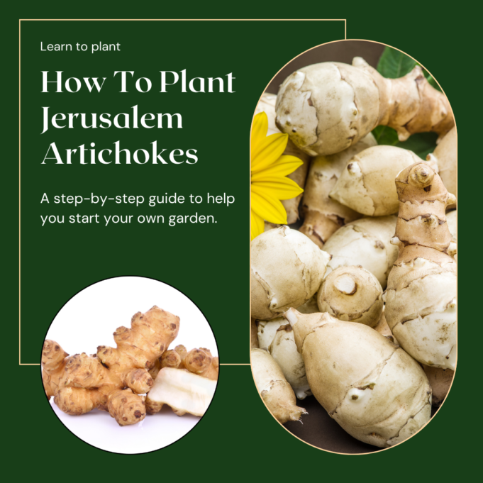 How to Plant Jerusalem Artichokes How To Plant Jerusalem Artichokes