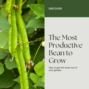 Learn The most productive bean to grow