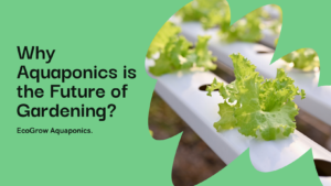 Exploring the Benefits of Aquaponics for Growing Vegetables