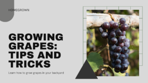 How to Plant and Grow Grapes