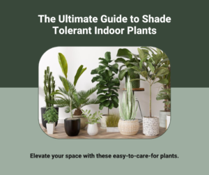 Best Shade Tolerant Plants For Indoors: A Comprehensive Guide