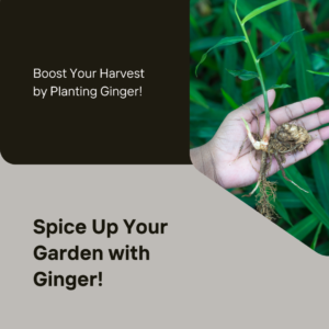 Boost Your Ginger Harvest with These Expert-Approved Fast-Growth Tactics