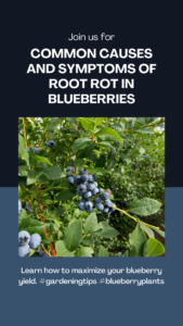 The Ultimate Guide to Preventing Root Rot in Blueberries
