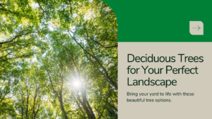 Deciduous Trees for Your Perfect Landscape