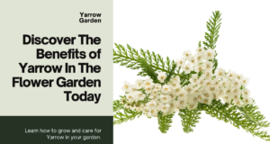 discover the benefits of yarrow in the flower garden today