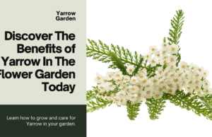 discover the benefits of yarrow in the flower garden today