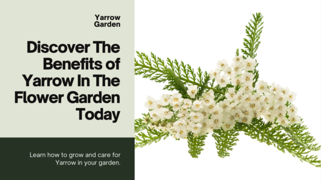 discover the benefits of yarrow in the flower garden today