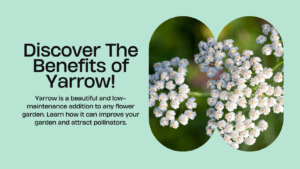 Discover The Benefits of Yarrow In The Flower Garden Today