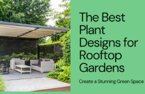 Discover The best Plants Designs for rooftop gardens