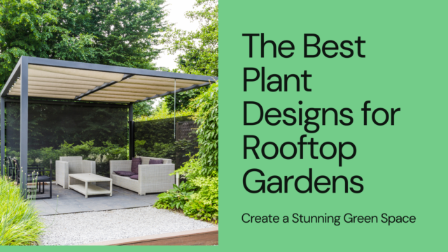 Discover The best Plants Designs for rooftop gardens