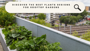 Discover The best Plants Designs for rooftop gardens
