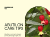 Expert Tips for Growing And Caring For Abutilon