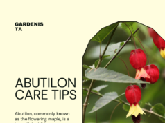 Expert Tips for Growing And Caring For Abutilon