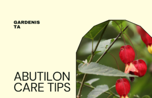 Expert Tips for Growing And Caring For Abutilon