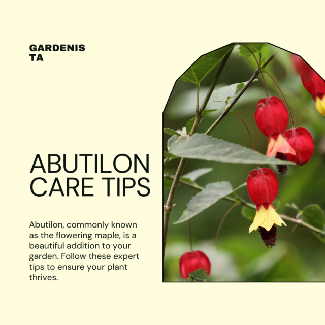 Expert Tips for Growing And Caring For Abutilon