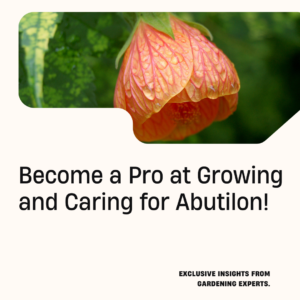 Expert Tips for Growing And Caring For Abutilon
