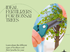 ​find out which fertilizer is ideal for your bonsai tree​