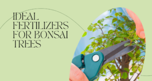 ​find out which fertilizer is ideal for your bonsai tree​