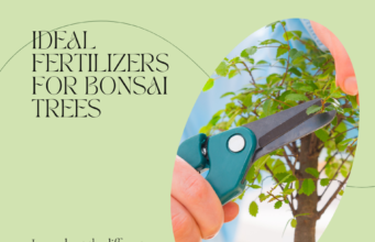​find out which fertilizer is ideal for your bonsai tree​