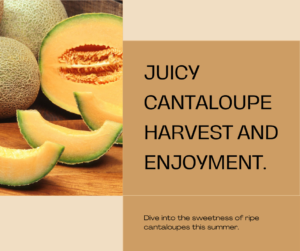 How To Successfully Cultivate Cantaloupe In Your Garden