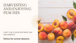 Harvesting and Enjoying Homegrown Peaches