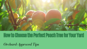 Uncover the best time to plant a peach tree