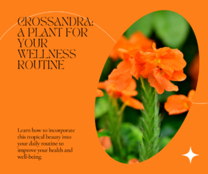 Discover The Healing Touch of Crossandra plant