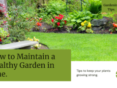 How to Maintain a Healthy Garden in June