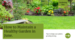 How to Maintain a Healthy Garden in June