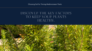 ​Discover the Perfect Soil for Thriving Mediterranean Plants