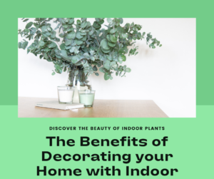 Learn How to decorate your house with indoor plants