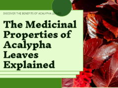 https://smartgardeningtips.info/the-hidden-treasure-in-your-backyard-exploring-the-medicinal-uses-of-acalypha-leaves