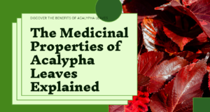 https://smartgardeningtips.info/the-hidden-treasure-in-your-backyard-exploring-the-medicinal-uses-of-acalypha-leaves