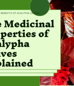 https://smartgardeningtips.info/the-hidden-treasure-in-your-backyard-exploring-the-medicinal-uses-of-acalypha-leaves