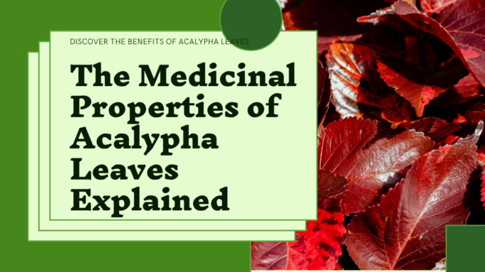 https://smartgardeningtips.info/the-hidden-treasure-in-your-backyard-exploring-the-medicinal-uses-of-acalypha-leaves