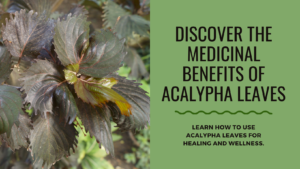 The Hidden Treasure in Your Backyard: Exploring the Medicinal Uses of Acalypha Leaves