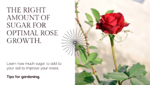 Learn how sugar help roses grow