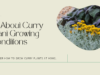 Learn the best growing conditions for curry plant