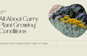 Learn the best growing conditions for curry plant