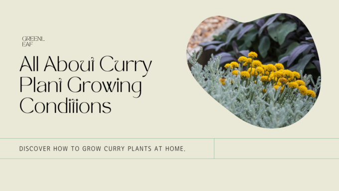 Learn The Best Growing Conditions For Curry Plant Learn the best growing conditions for curry plant